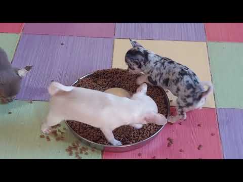 Видео: почему нужно заводить вторую,третью чихуахуа, питомник Кастропуло купить красивого щенка 89787458062