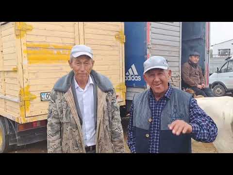 Видео: 14.10.2024.Сарыағаш мал базары.Буаз сиырлар,сиырлар бузаумен,қашарлар,таналар,бузаулар буқалар.🐄🐂🐮🐄🐂