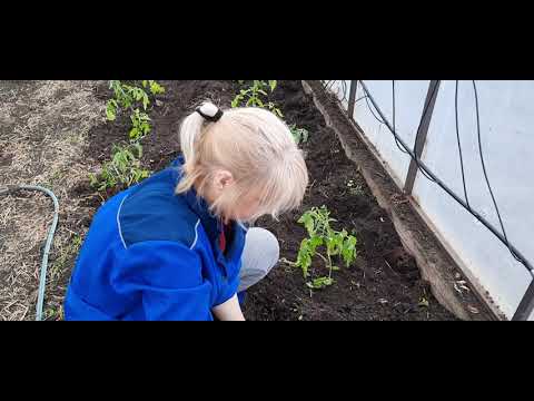 Видео: Тридцать три Богатыря и Кормилица -Микориза. Сажаем теплицу.