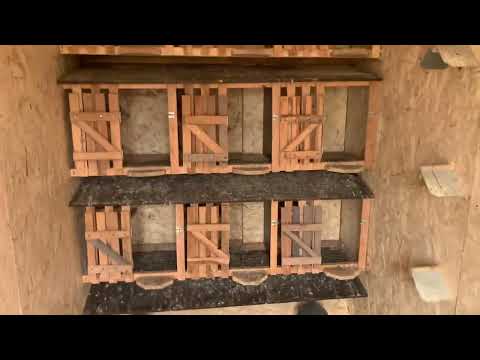 Видео: Чистота залог здоровья )молодые Ленинаканские голуби ###Иркутск####