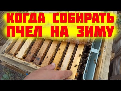 Видео: Когда собирать гнезда пчел на зиму. Температура когда осматривать гнездо пчел формирование гнезд