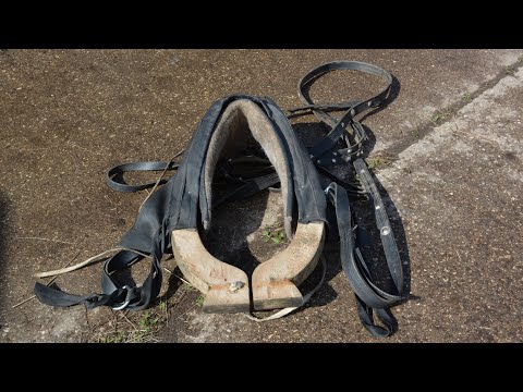 Видео: Как правильно подобрать хомут для лошади