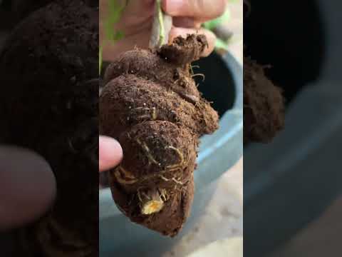 Видео: Болмо гулу Бугенвиллея гулун Кузго карай обрезска жасаганча,женил кобойтуу 03.08.25.