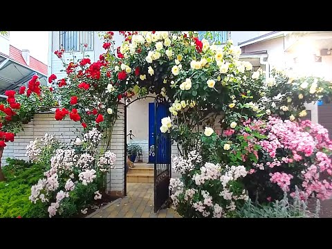 Видео: Встреча с роскошью, соседи в шоке. Декор входной группы великолепными розами.