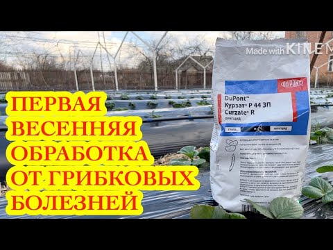 Видео: Первая обработка клубники от грибковых болезней. Весна 2020г.