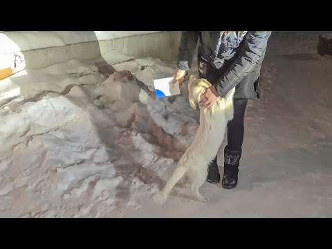 Видео: Щенок попрощался с хозяйкой и она его вернула в приют? puppy was returned to the animal shelter