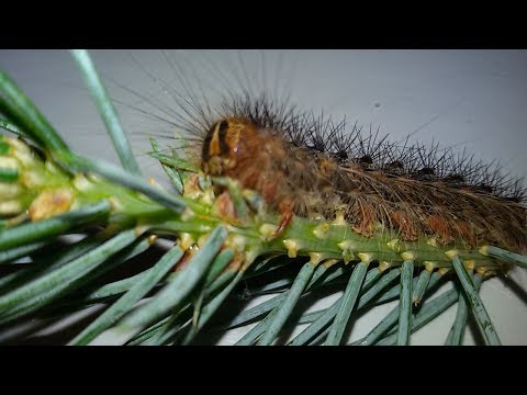 Видео: Внимание: непарный шелкопряд!