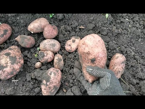 Видео: Копаю последнюю картошку в огороде 8 сентября! Любимые сорта Гала и Ирбитский.