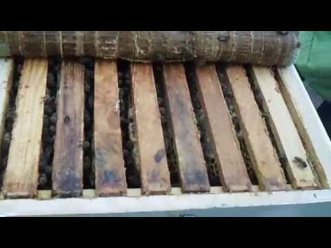 Видео: Народный улей Варрэ ревизия после взятка