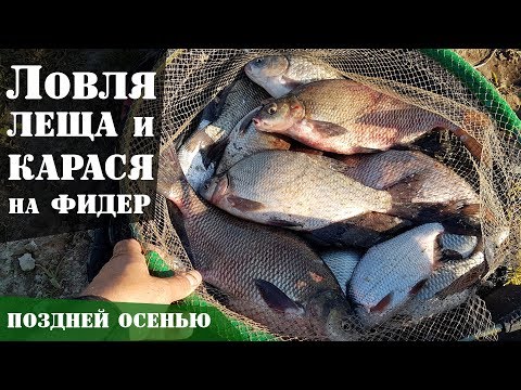 Видео: Ловля леща и карася на фидер осенью. Супер рыбалка! : Рыболовный дневник