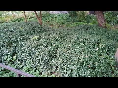 Видео: Барвинок малый (Vinca minor) в качестве заменителя травы