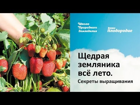 Видео: Щедрая земляника всё лето. Секреты выращивания