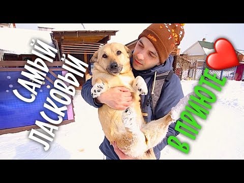 Видео: Лучший приют для собак-инвалидов.🐶 Прилетел в Екатеринбург.✈️