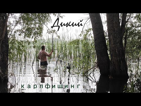 Видео: Дикий карпфишинг!!!  Ушастый на рыбалке. Трофейная ловля