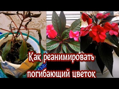 Видео: Реанимация БАЛЬЗАМИНА ВАНЬКИ МОКРОГО