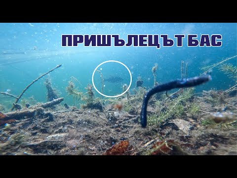 Видео: ПРИШЪЛЕЦЪТ БАС.ЛОВЯ ИНВАЗИВНИ ХИЩНИЦИ