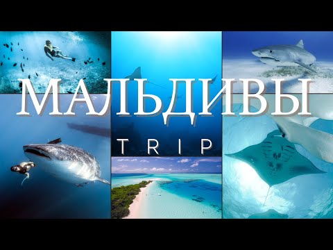 Видео: Мальдивы oстров Maafushi экскурсии к акулам, манты и многое другое #мальдивы #снорклинг #акулы