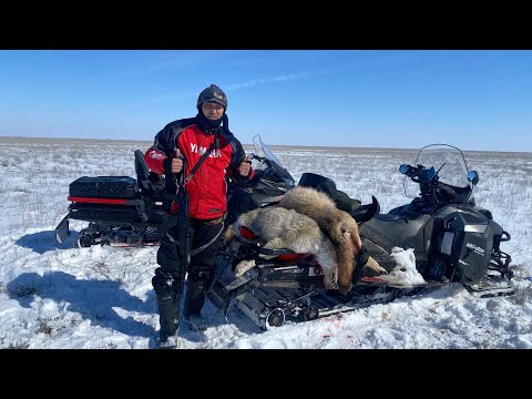 Видео: Охота но Волков 🐺