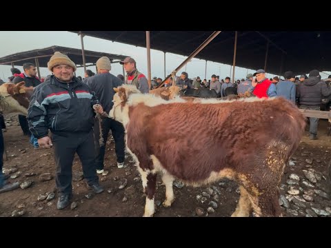 Видео: БУКА БОЗОРИ РЕГАР ПАХТАОБОД НАРХНОМАИ БОЗОР 11 ноября 2024 г.