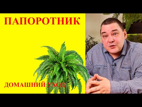 Видео: Папоротник. Уход в домашних условиях