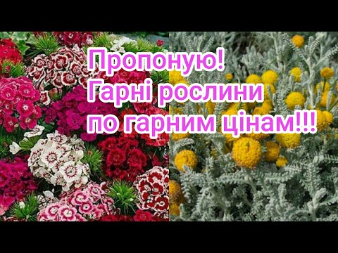 Видео:  Пропоную вам гарні рослини по гарних цінах!02.10.2025