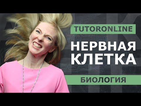 Видео: Биология| Подготовка к ЕГЭ. Нервная клетка