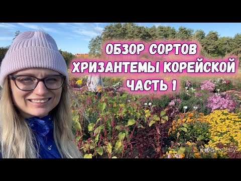 Видео: Обзор сортов хризантемы корейской