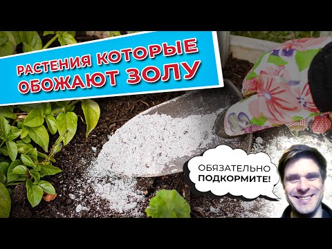 Видео: Растения, которые обожают золу. Обязательно подкормите!