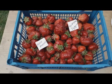 Видео: Кисс Неллис и Чамора Туруси  - клубника,  плодоношение в Ягодном Подворье