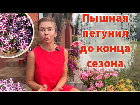Видео: СДЕЛАЙТЕ ЭТО ДЛЯ ОБИЛЬНОГО И ПЫШНОГО ЦВЕТЕНИЯ ПЕТУНИИ ДО САМЫХ ЗАМОРОЗКОВ