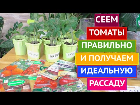 Видео: ВСЁ О РАССАДЕ ТОМАТОВ: КОГДА И КАК СЕЯТЬ, КАК ПРАВИЛЬНО УХАЖИВАТЬ!