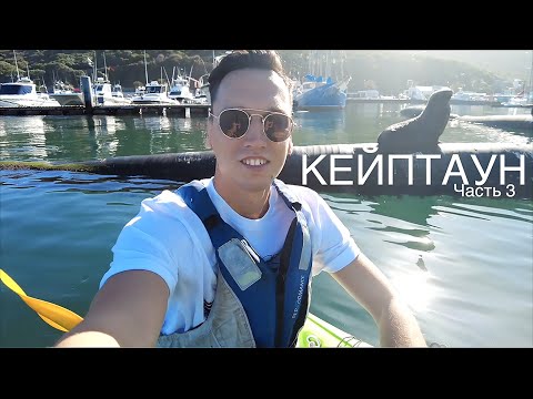 Видео: ЧЕМ ЗАНЯТЬСЯ В КЕЙПТАУНЕ? Плаваем с морскими котиками. Хайкинг и дегустация вина