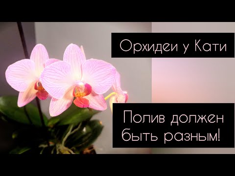 Видео: Здоровье орхидей и правильный полив #катяорхидеи #orchid #орхидеи #пересадкаорхидей