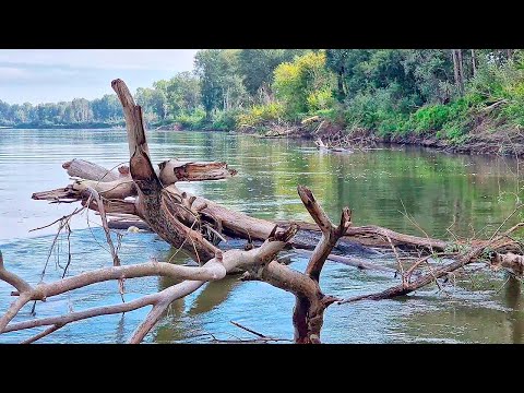 Видео: ПОД ЭТОЙ КОРЯГОЙ НАРВАЛИСЬ НА КРУПНЯК! КТО ТАМ? ТАЙМЕНЬ, ДЕСЯТКА, САЗАН ИЛИ СУДАК? Рыбалка удалась