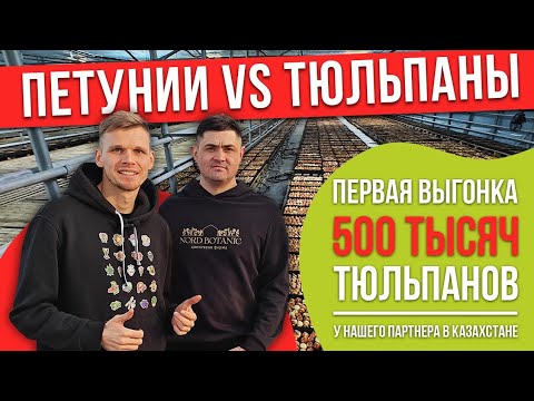 Видео: Петуния VS Тюльпаны Первый опыт выгонки 500 тысяч тюльпанов на гидропонике у нашего партнёра