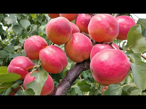 Видео: Ексклюзивна новинка! Абрикос Дігат! Apricot Digat. Майже ідеальний сорт!