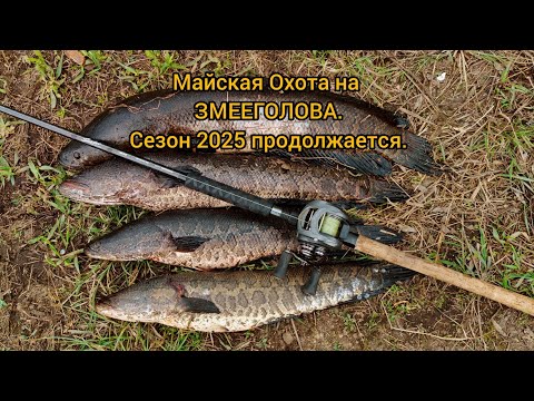 Видео: Майская Охота на Змееголова.Сезон 2025 продолжается.