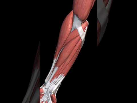 Видео: Мышцы предплечья. Часть I : передняя группа.