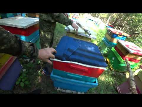 Видео: ЗАЕХАЛИ НА ТОЧЁК №1, А ТАМ ПЧЁЛЫ ОТДЫХАЮТ.