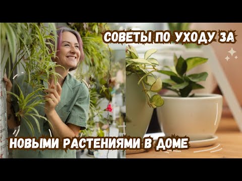 Видео: Советы по уходу за новыми растениями в доме / Причины стресса растений / Профилактика болезней
