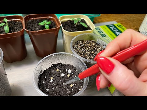 Видео: Сею ТОМАТЫ для РАННЕГО УРОЖАЯ! Все правила посева