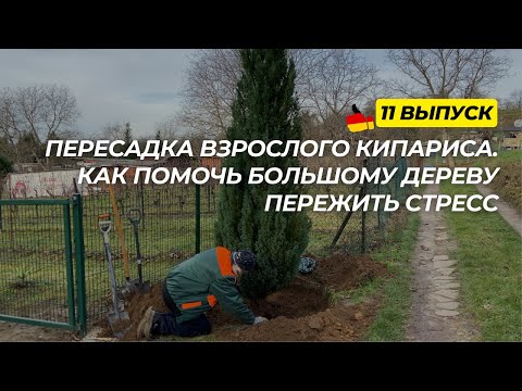Видео: Дача в Германии 11 выпуск. Пересадка взрослого дерева. Выживет или нет?