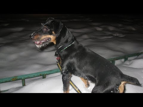 Видео: Ягдтерьер Jagdterrier