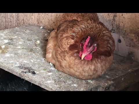 Видео: Зимний курятник без отопления.