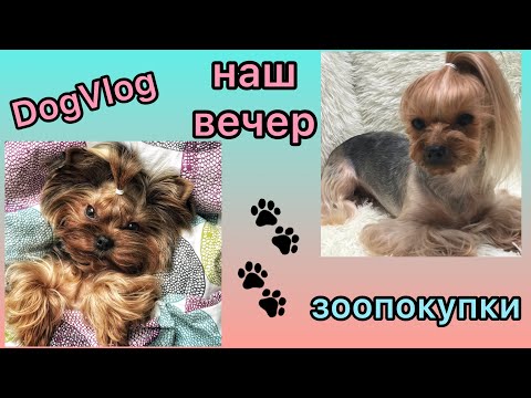 Видео: DogVlog: НАШ ВЕЧЕР / ЗООПОКУПКИ