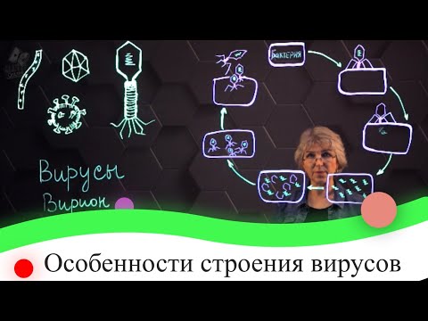 Видео: Особенности строения вирусов. 7 класс.