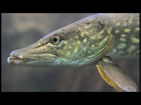 Видео: Активна щука в листопаді