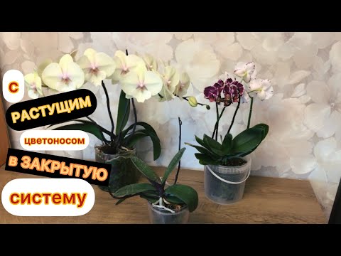 Видео: Поговорим про орхидеи. Пересадка