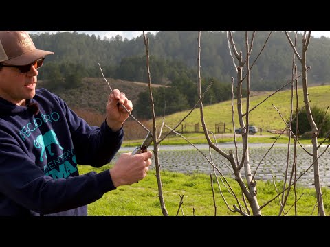 Видео: Зимняя обрезка яблонь в саду на 500 деревьев на ферме 5th Crow Farm