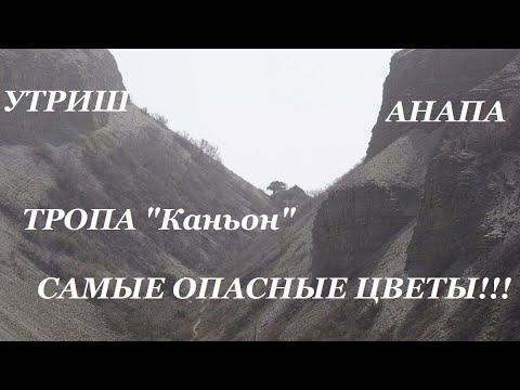Видео: Анапа. Заповедник Утриш - секреты огромного каньона. 700-летний можжевельник!!! Экскурсия!